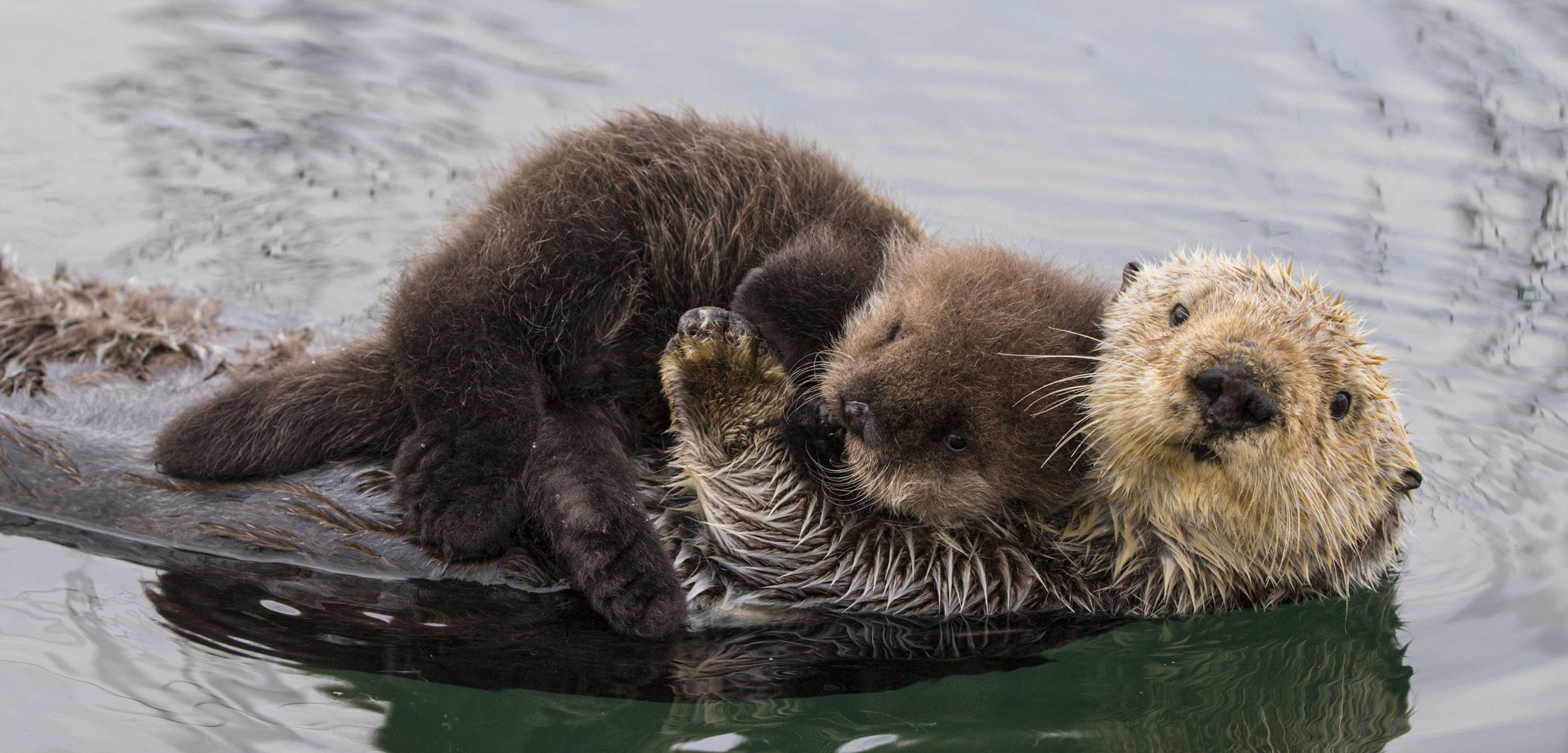 Header sea otter reintroduction 1