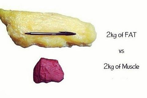 Body fat vs muscle size