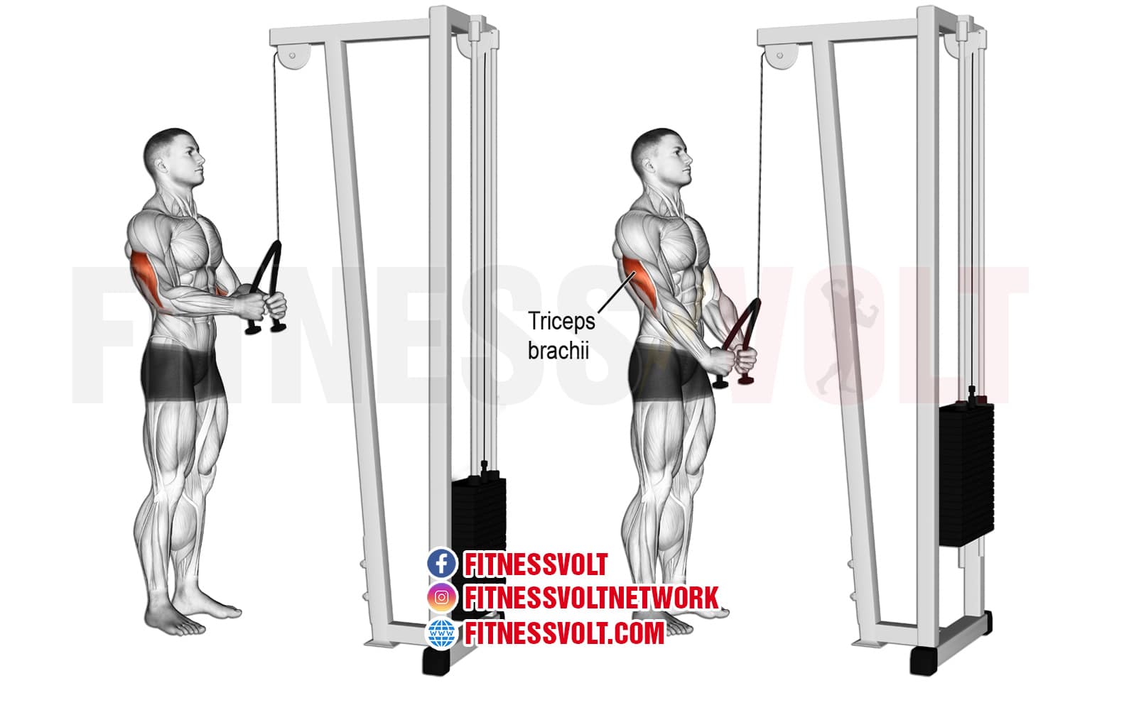 Triceps rope push down